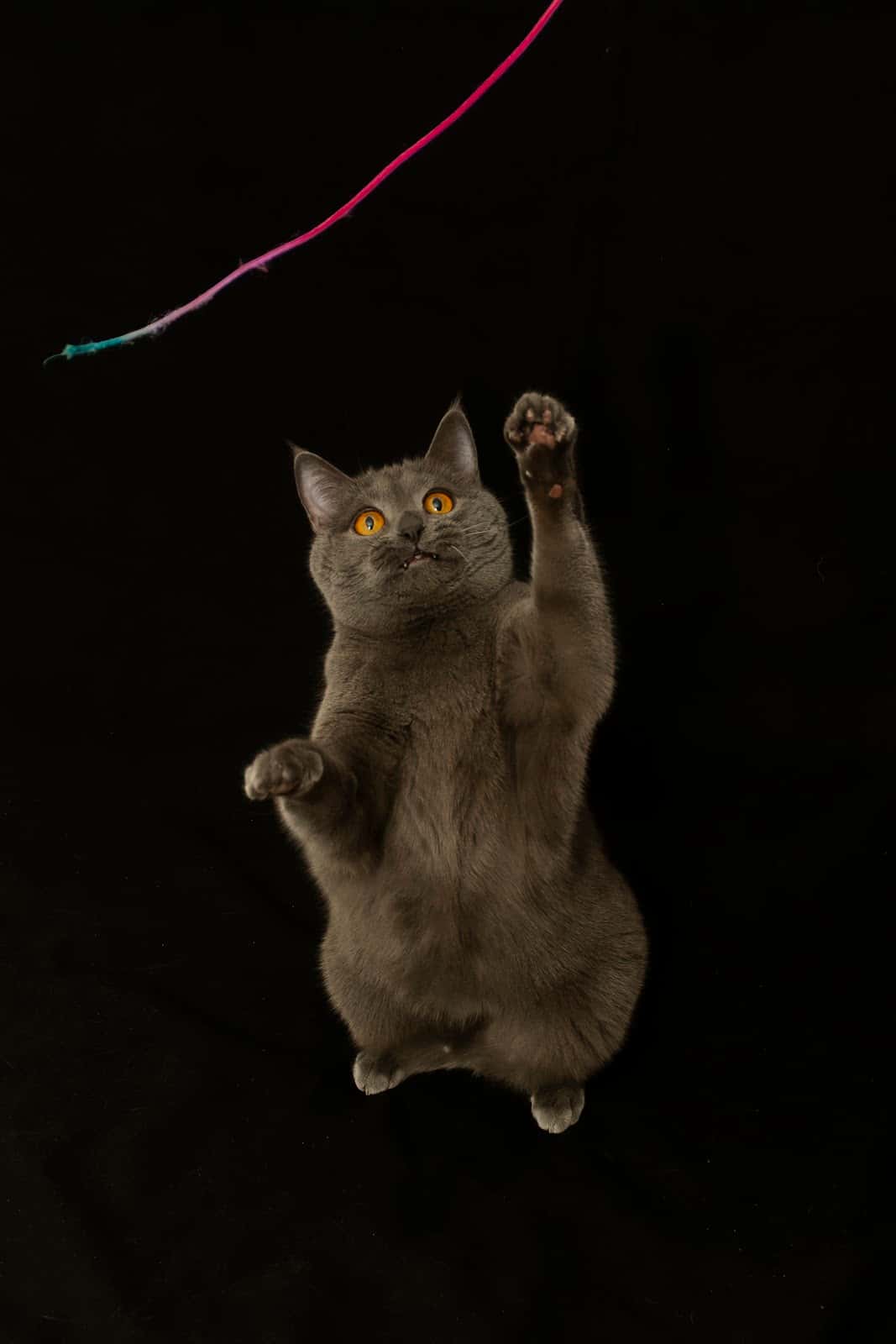 Aoiz clínica Veterinaria