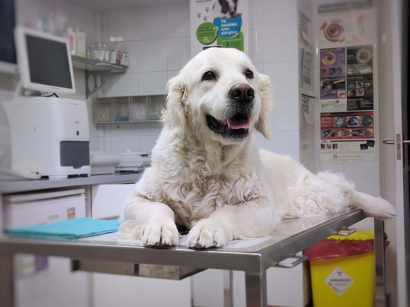 Aoiz clínica Veterinaria