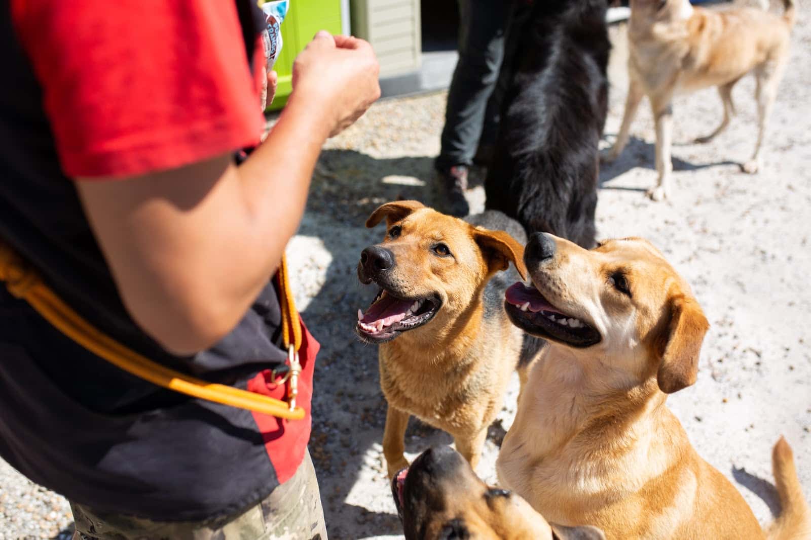 riberbox veterinario centro en castejon en la rioja principalImage ADOPTA Sitios Pet Friendly