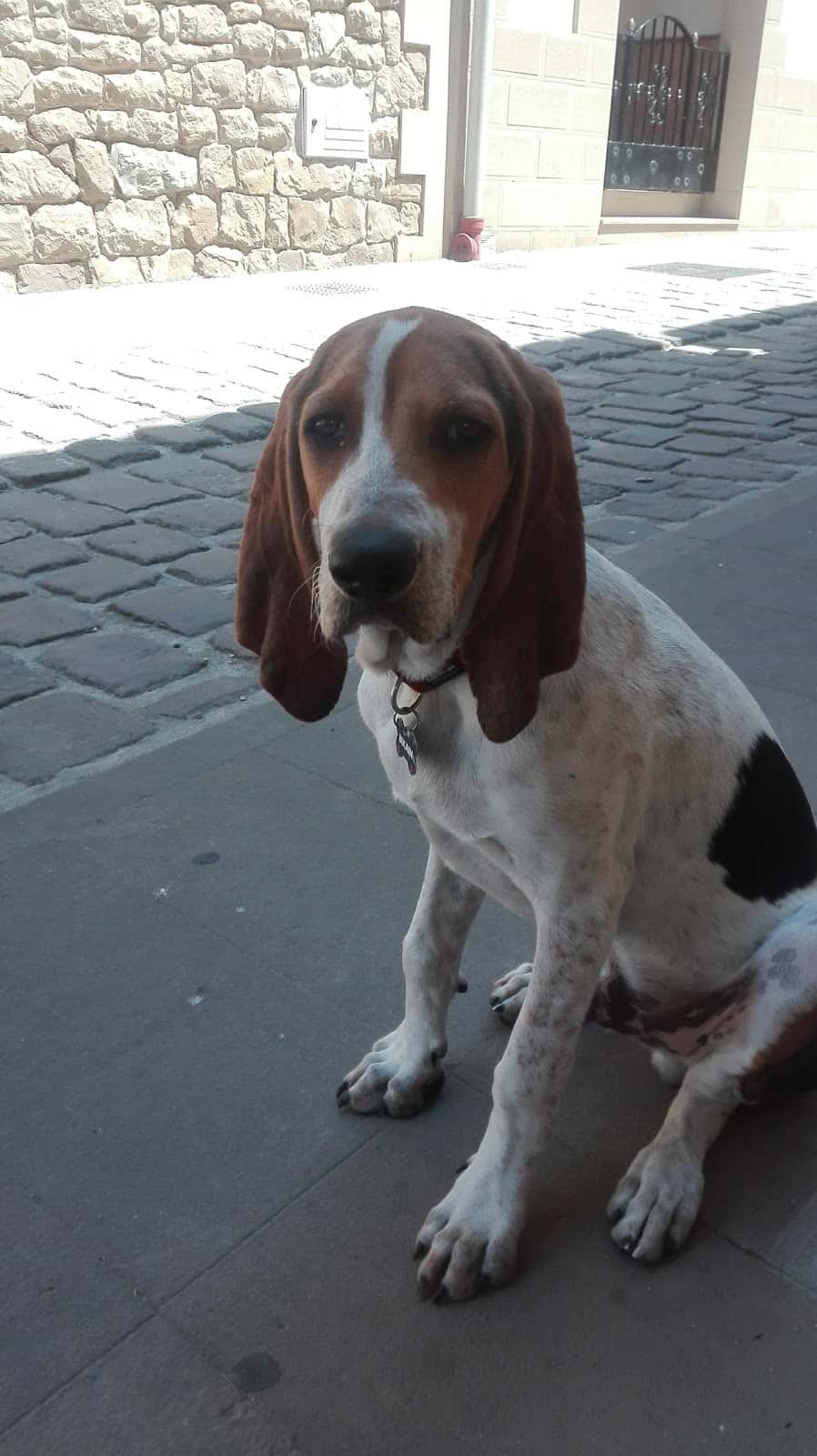 Centro Veterinaria Dejando Huella