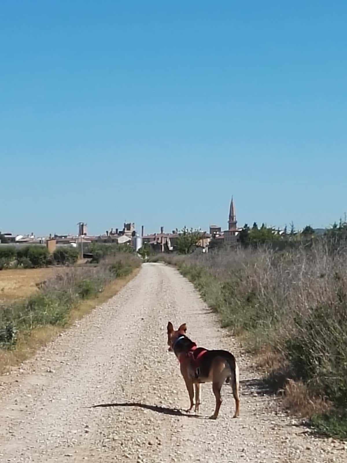 Centro Veterinaria Dejando Huella