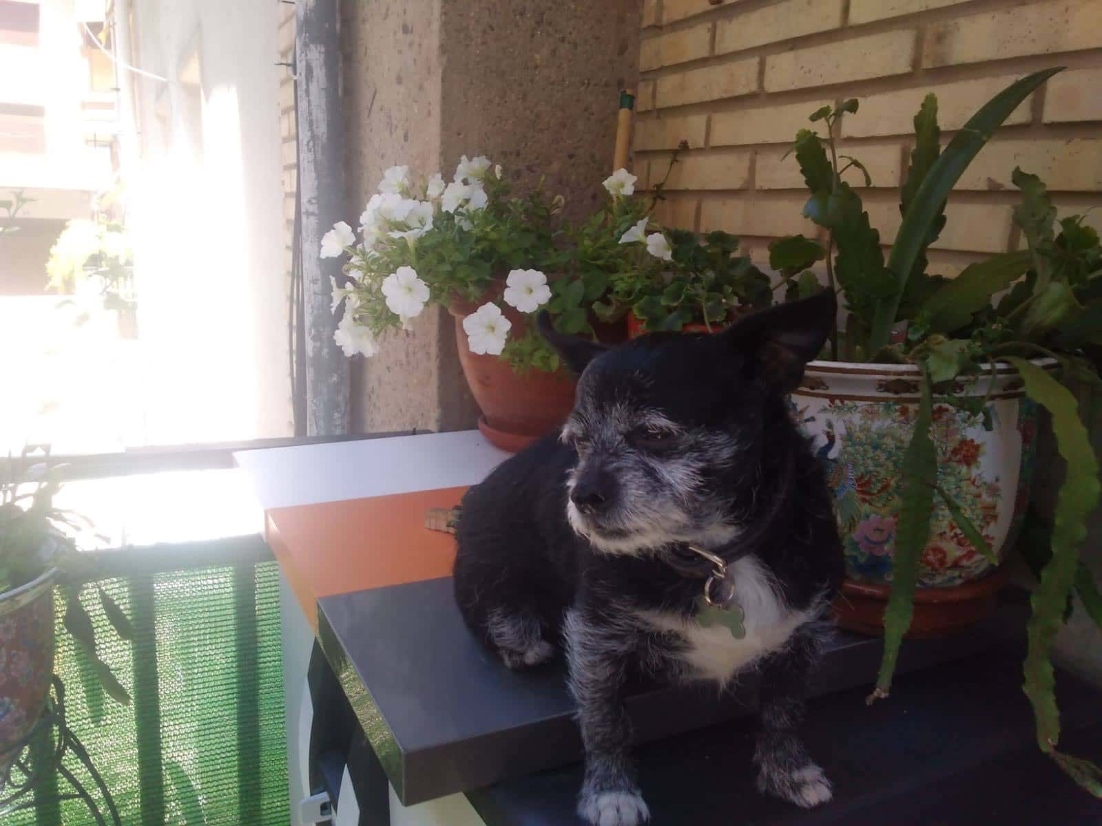 Clínica Veterinaria Armendáriz