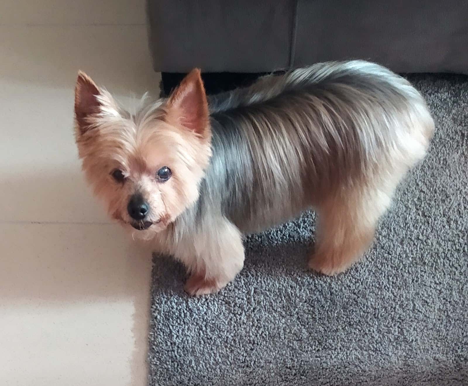 Centro Veterinario Don Guau