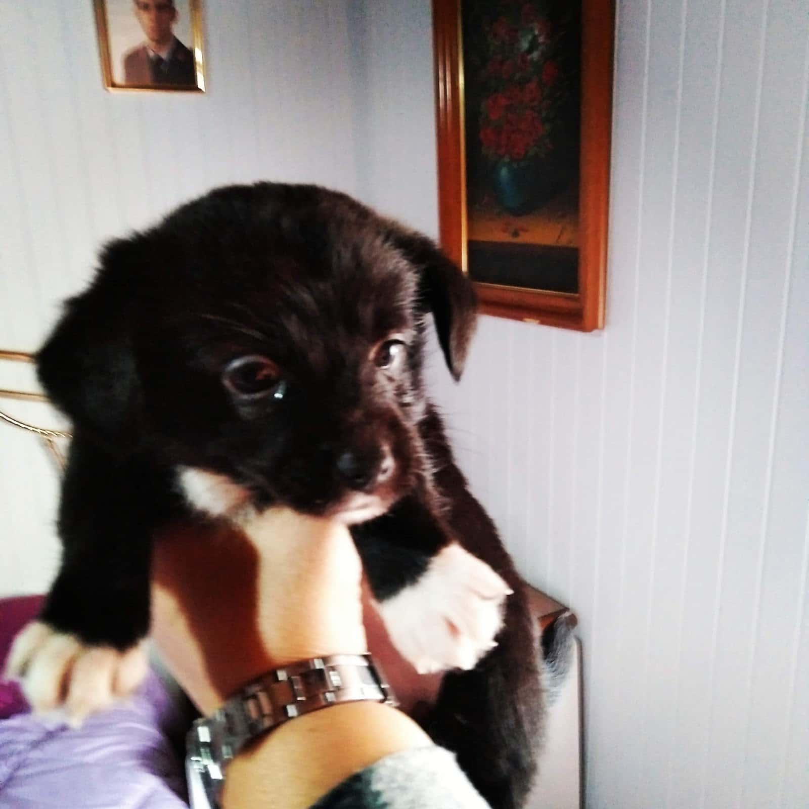 Clínica Veterinaria Celavet