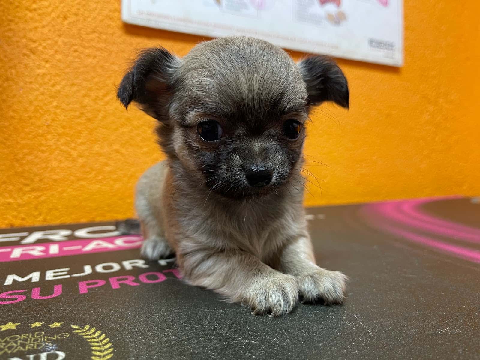 veterinario ribeiro veterinario centro en ribadavia en ourense principalImage ADOPTA Sitios Pet Friendly