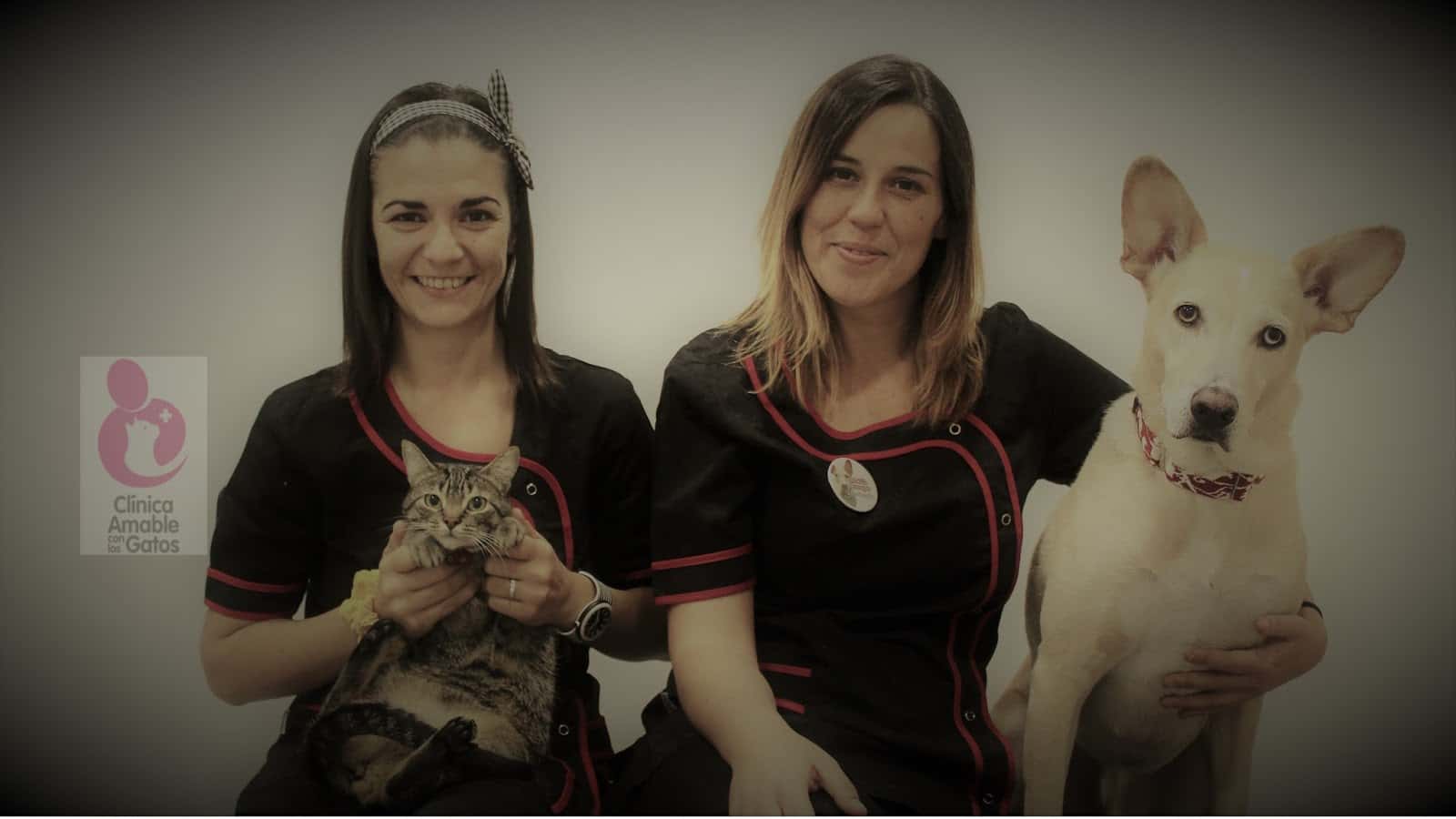 clinica veterinaria bichos veterinario clinica en el barco de valdeorras en ourense principalImage ADOPTA Sitios Pet Friendly
