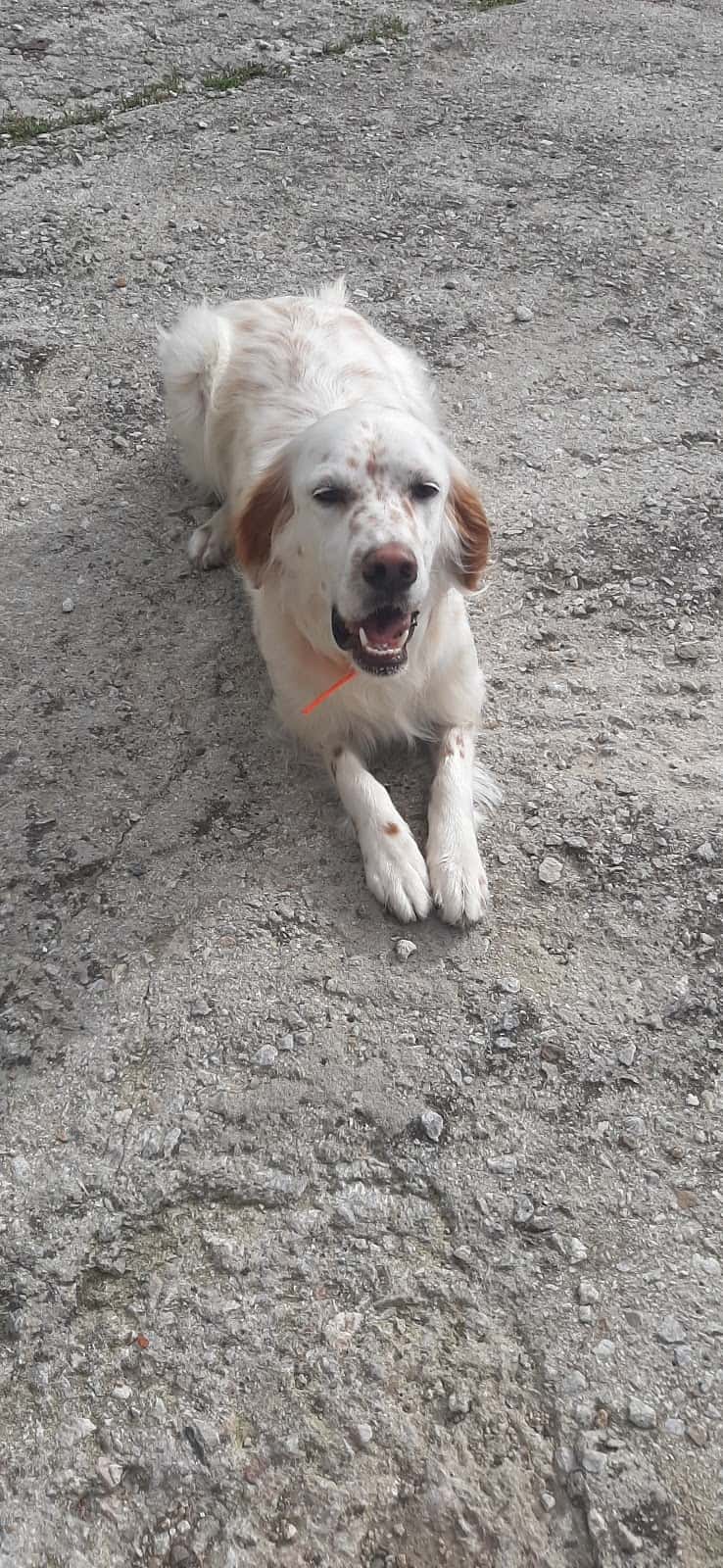 Sil Veterinarios