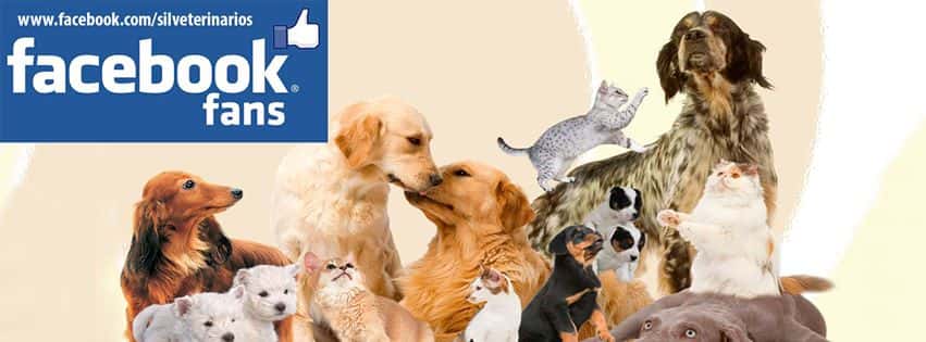 sil veterinarios veterinario centro en el barco de valdeorras en ourense principalImage ADOPTA Sitios Pet Friendly