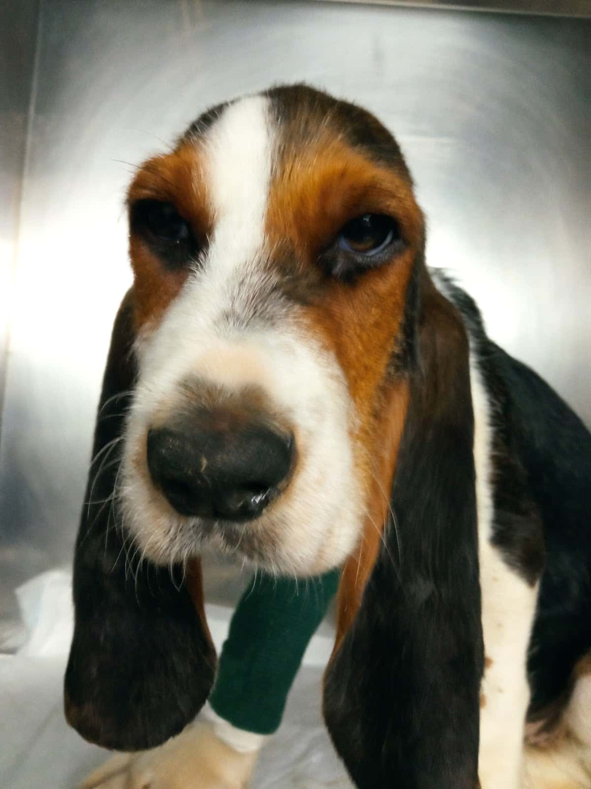 Cadelos Clínica Veterinaria SLU