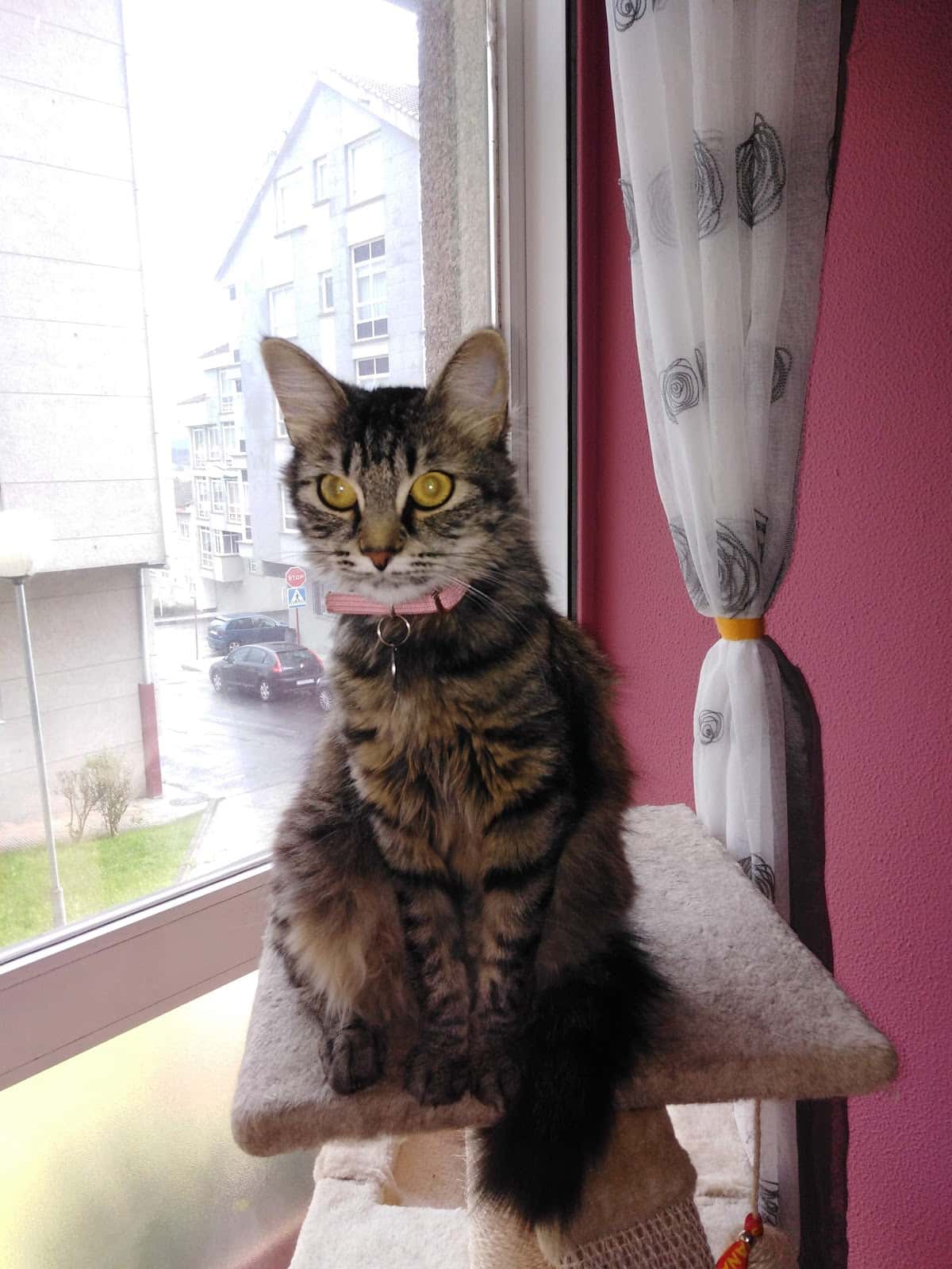 Cadelos Clínica Veterinaria SLU