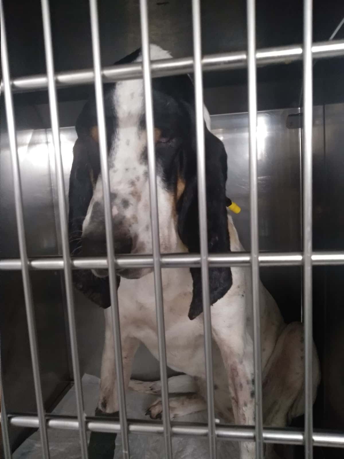 Cadelos Clínica Veterinaria SLU