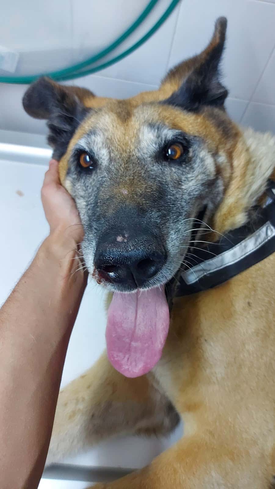 Cadelos Clínica Veterinaria SLU