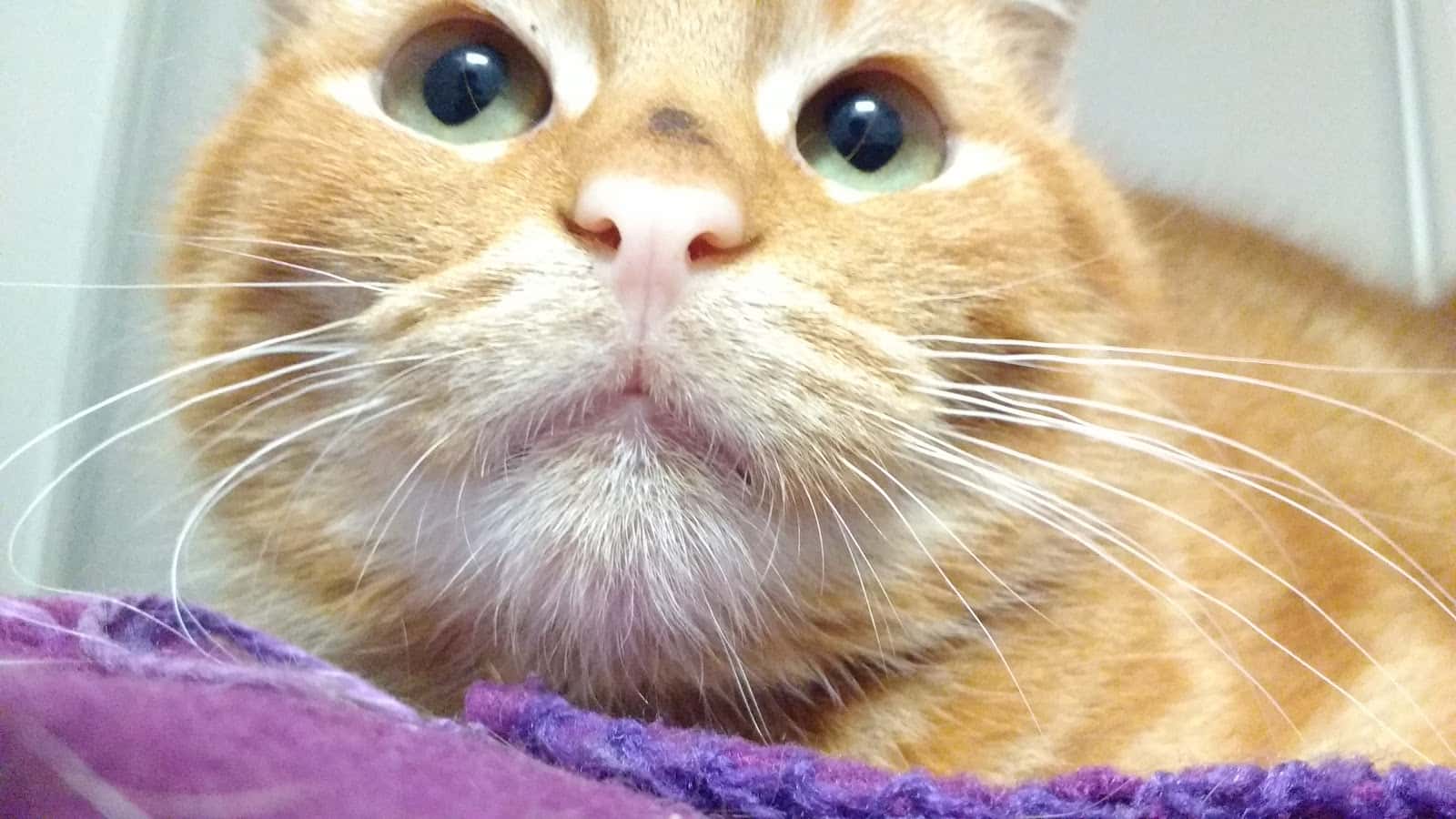 Cadelos Clínica Veterinaria SLU