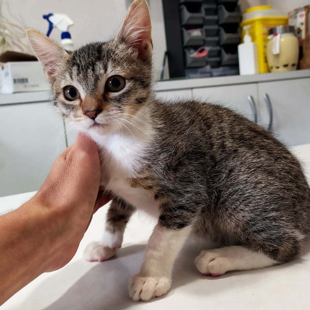 Catrogatos