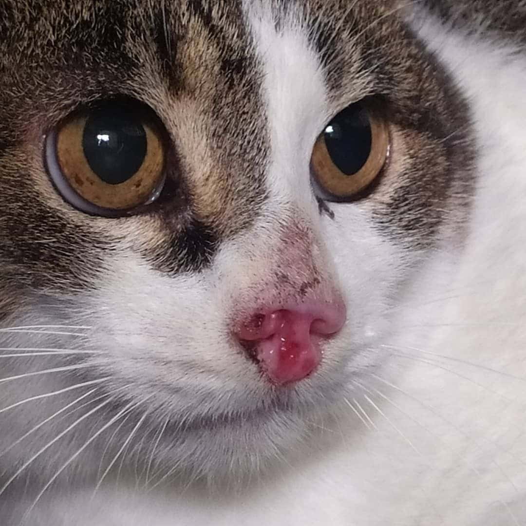 Catrogatos