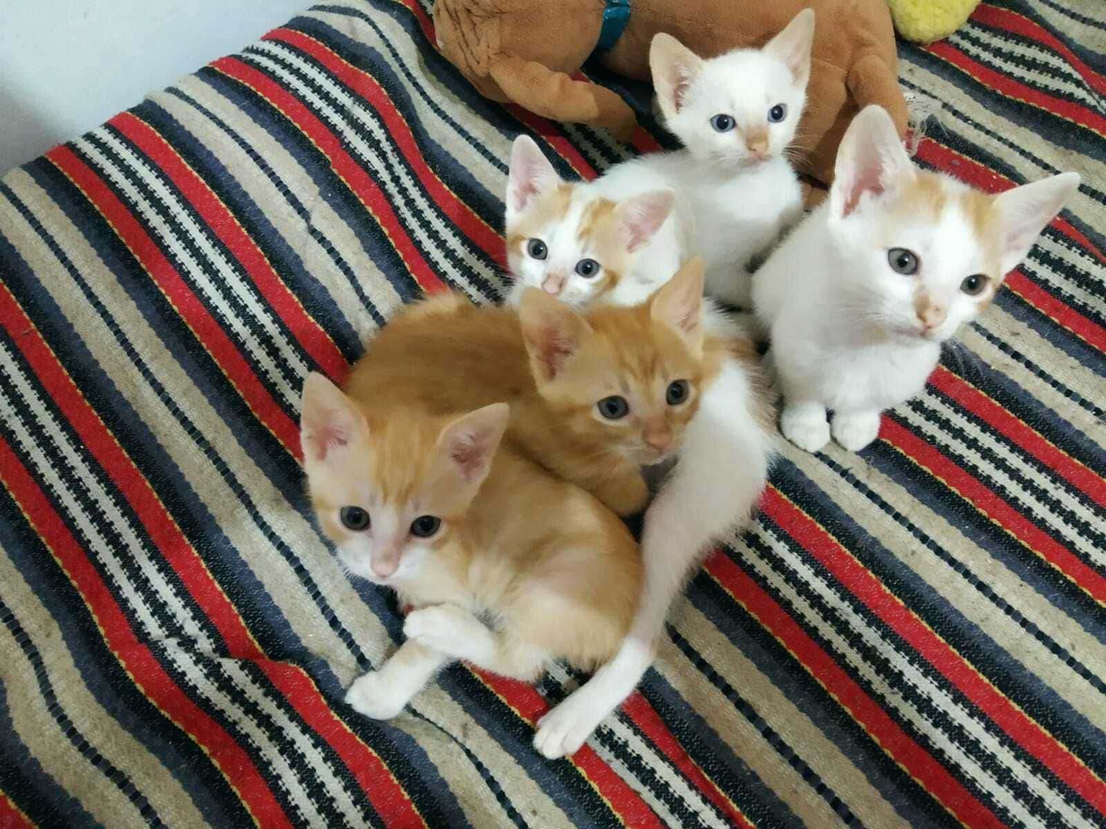 Catrogatos