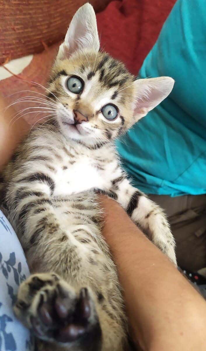Catrogatos