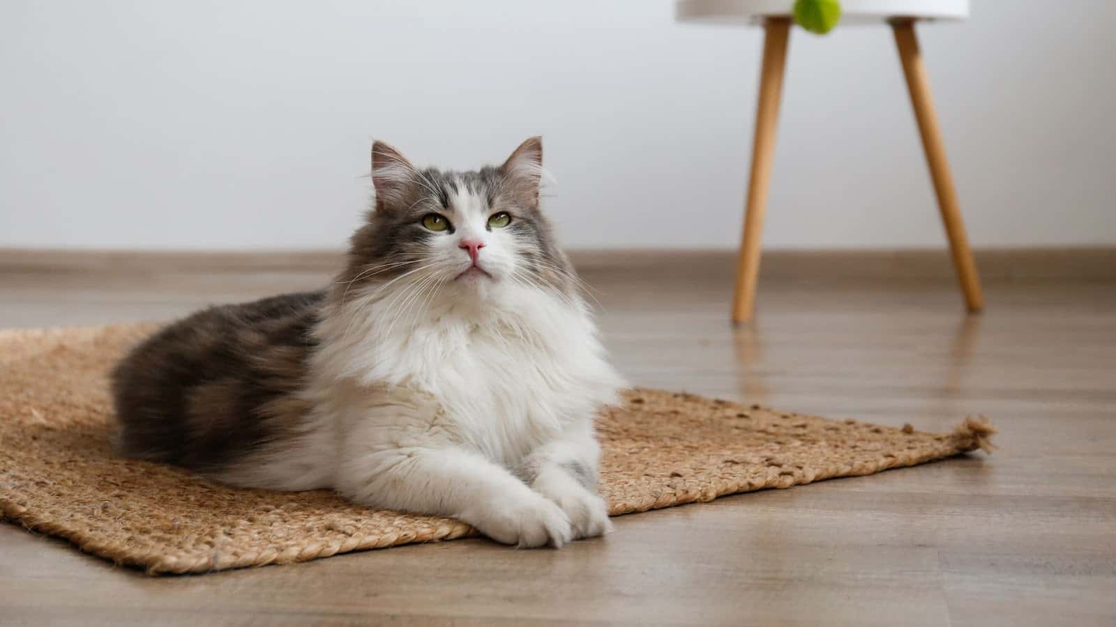 catrogatos veterinario centro en barbadas en ourense principalImage ADOPTA Sitios Pet Friendly
