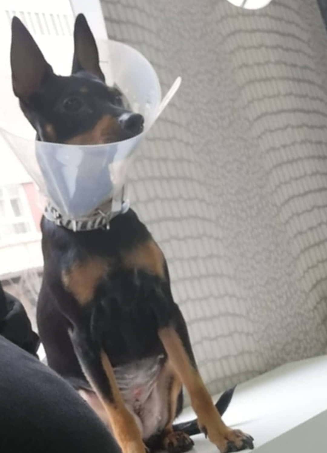 Animais - Clínica Veterinaria