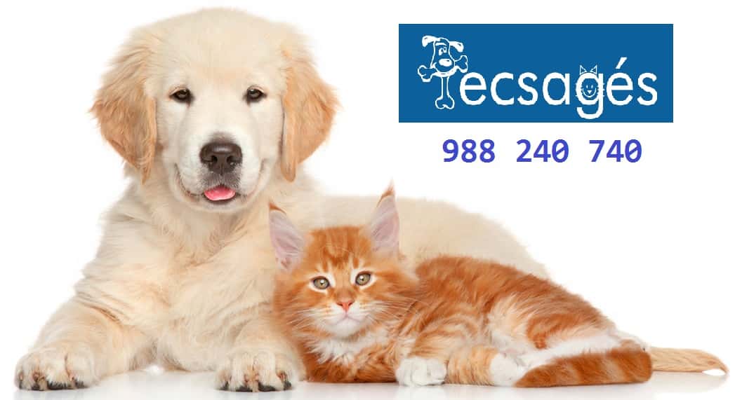 clinica veterinaria tecsages veterinario clinica barrio ourense en ourense en ourense principalImage ADOPTA Sitios Pet Friendly