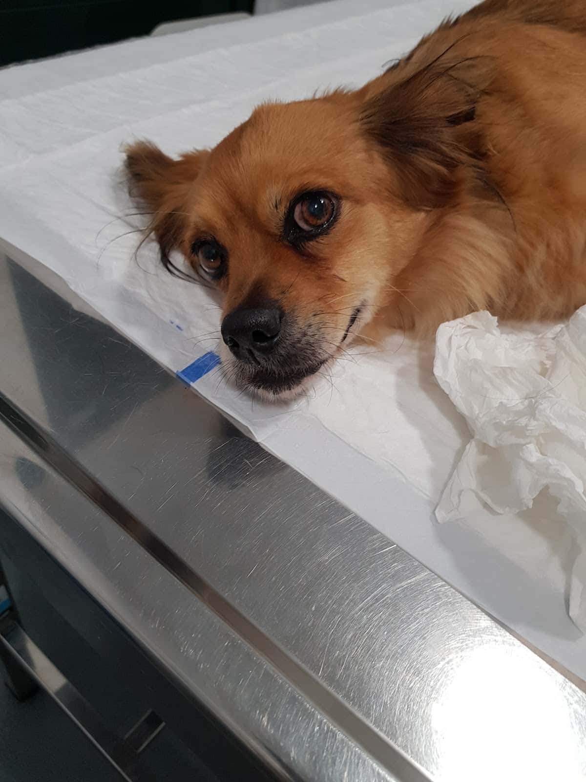 AMOEIRO VETERINARIOS SLNE