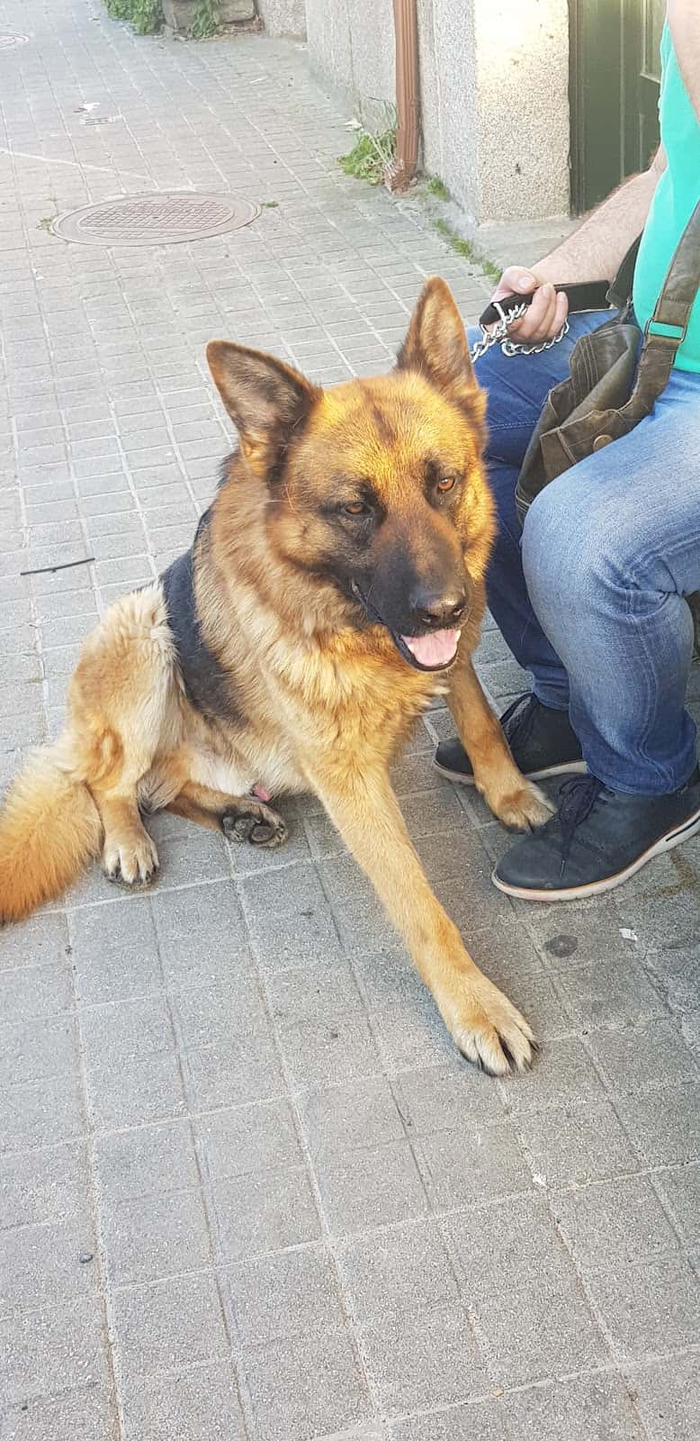 AMOEIRO VETERINARIOS SLNE