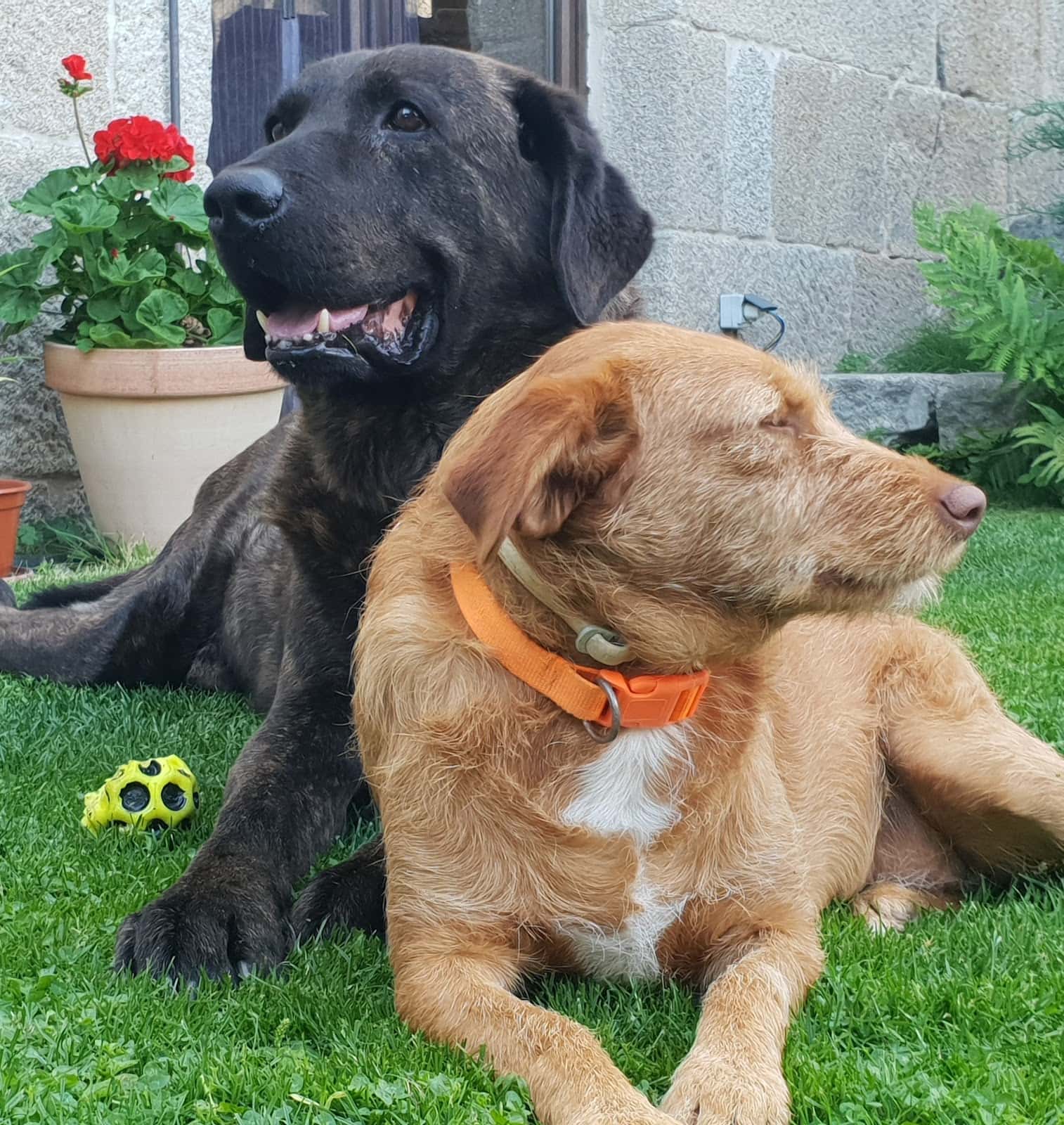 AMOEIRO VETERINARIOS SLNE
