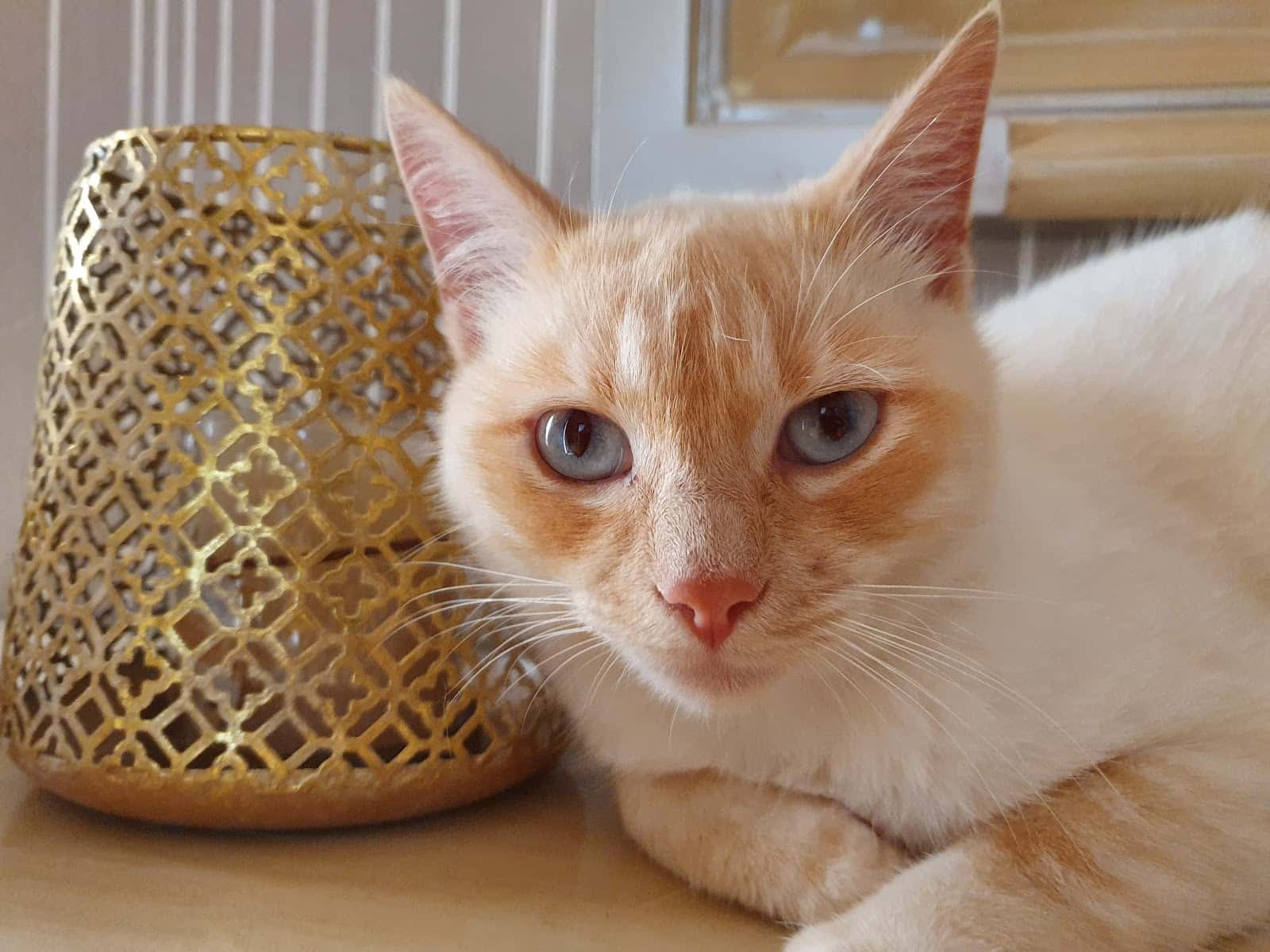Albeitar Centro Veterinario