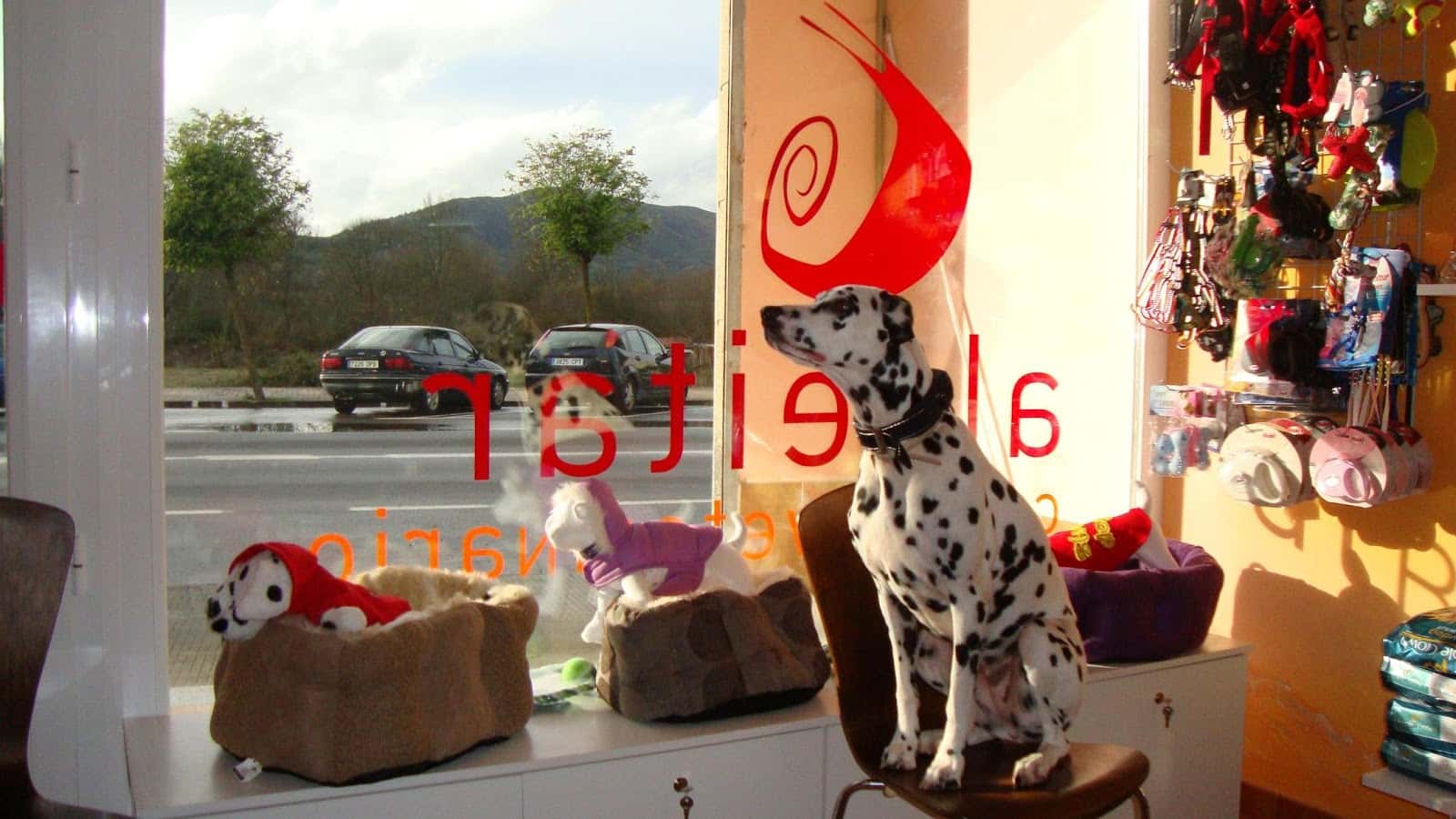 albeitar centro veterinario veterinario centro en verin en ourense principalImage ADOPTA Sitios Pet Friendly