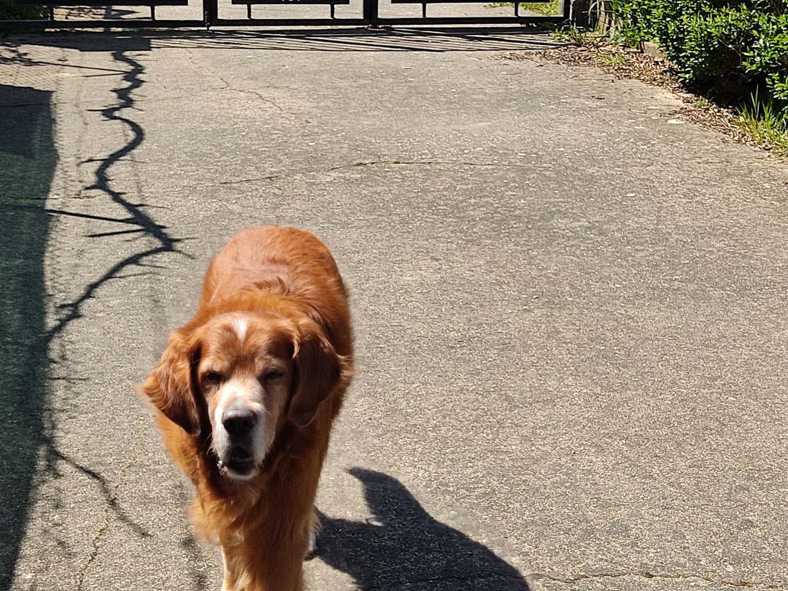 Centro Veterinario Don Guau