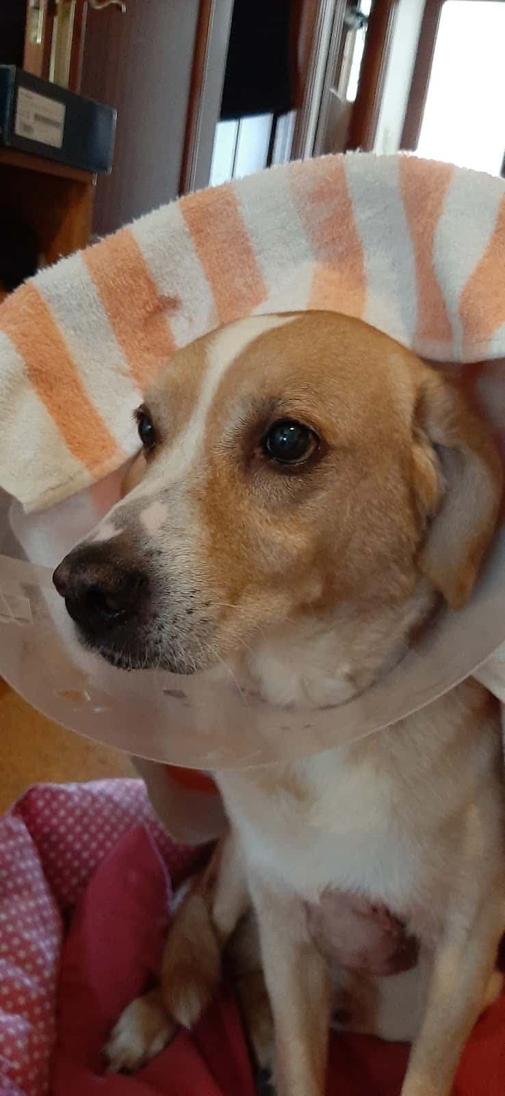 coral mateo veterinario centro en gijon en asturias principalImage ADOPTA Sitios Pet Friendly
