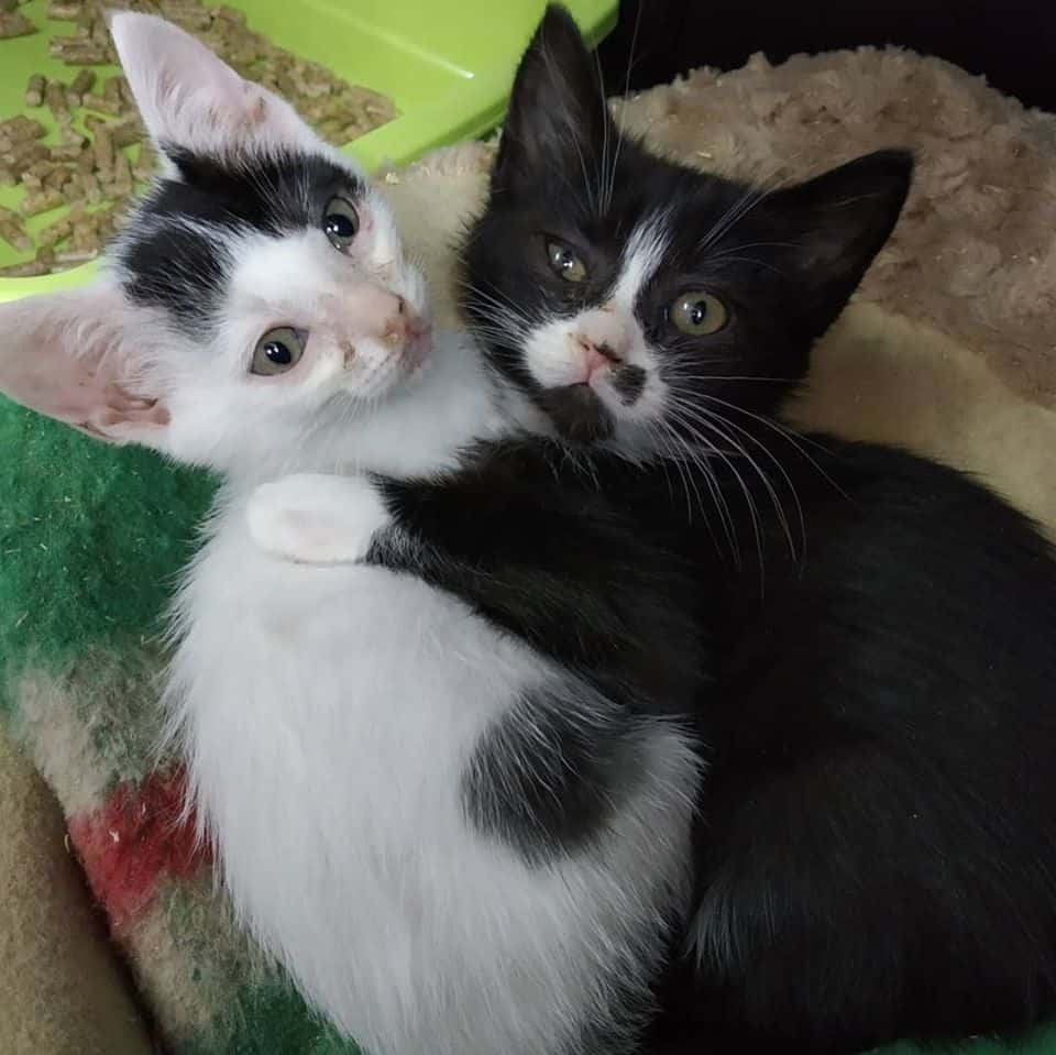 Centro Veterinario Vidanimal By Lua.