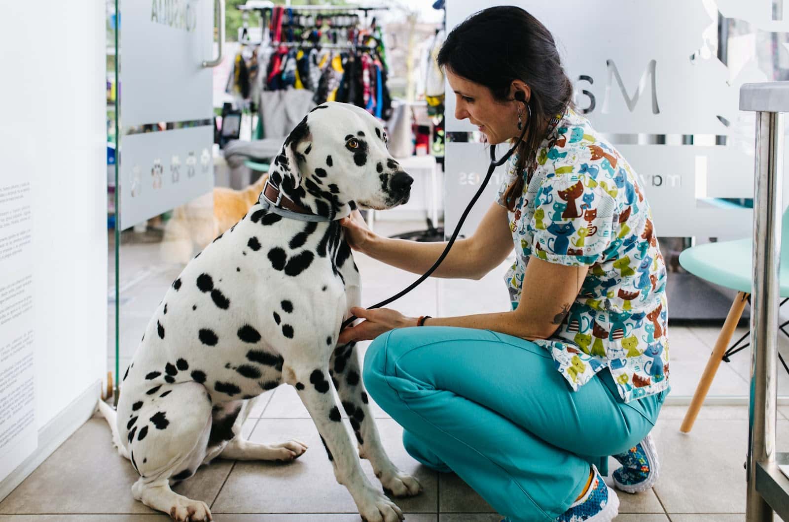MAVET Centro Veterinario