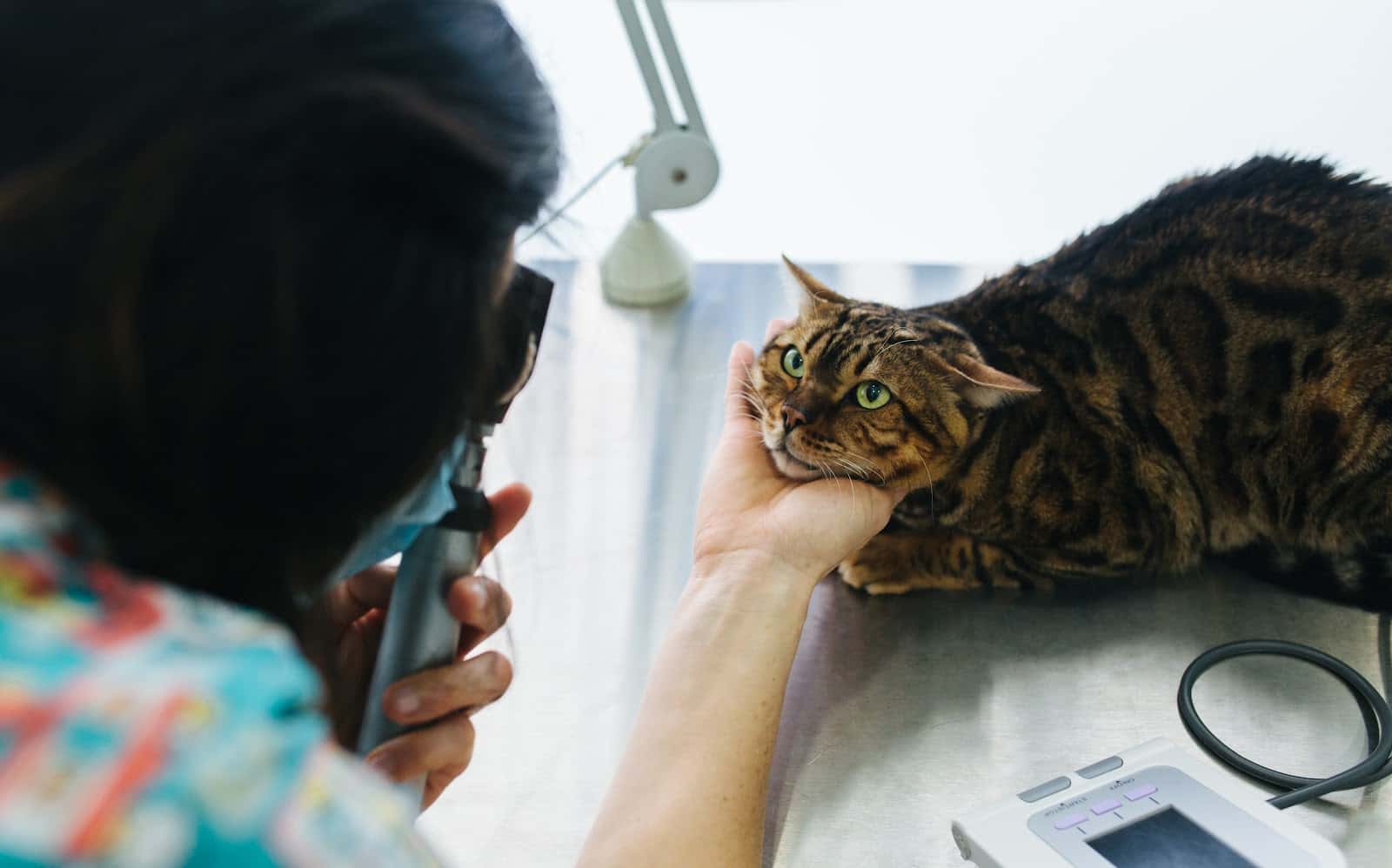 MAVET Centro Veterinario