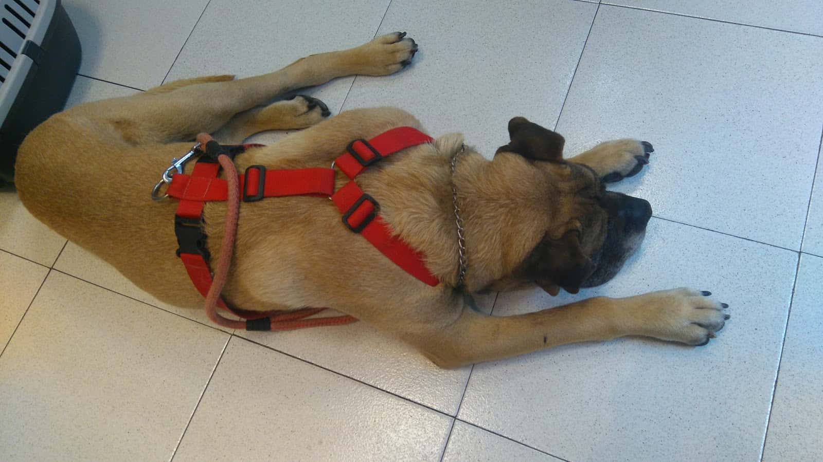 Centro Veterinario Capua SL