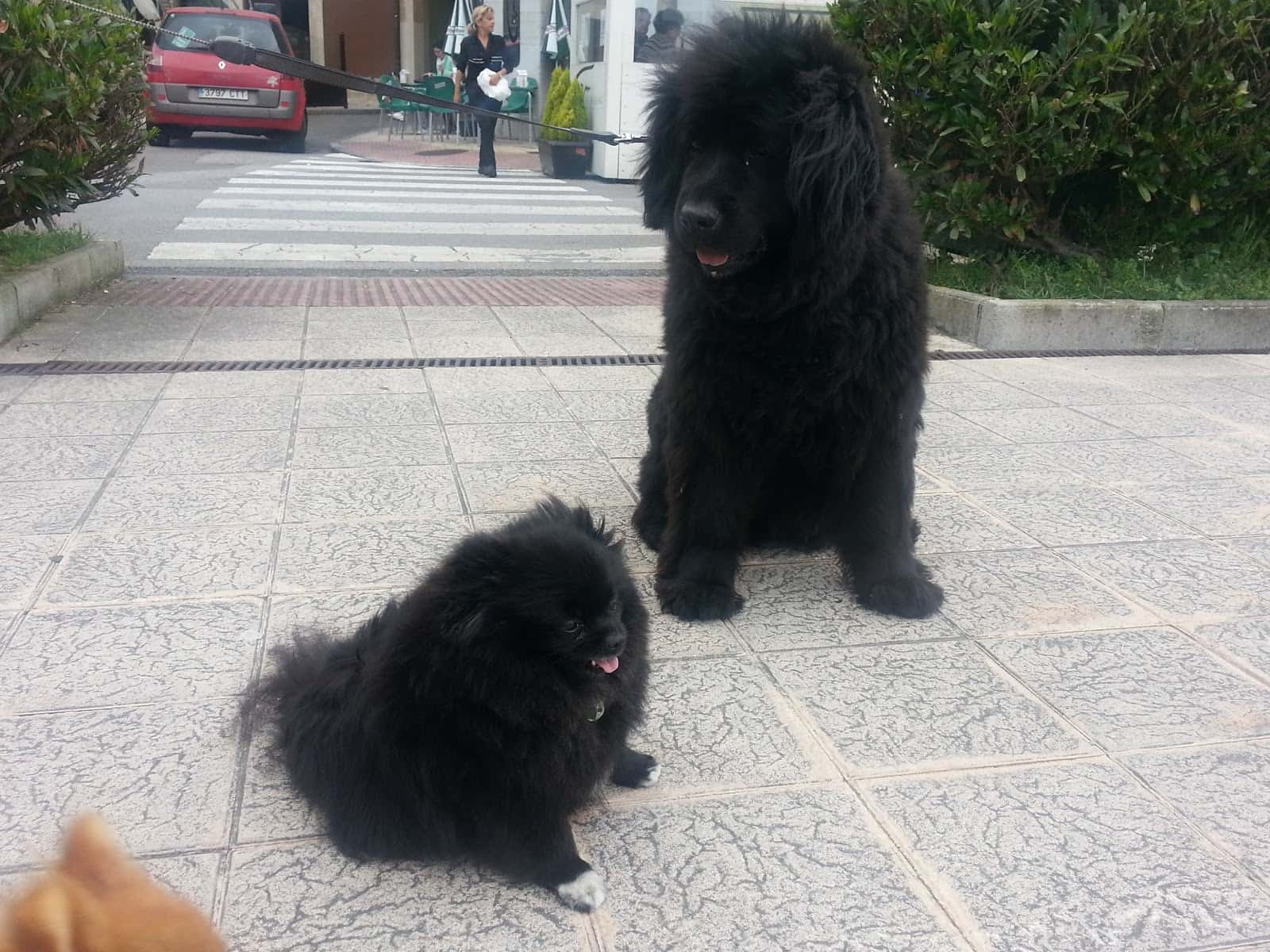 Clínica Veterinaria Guau
