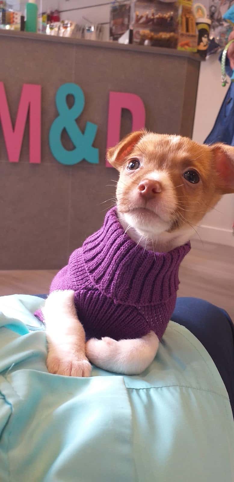 Clínica Veterinaria M&D