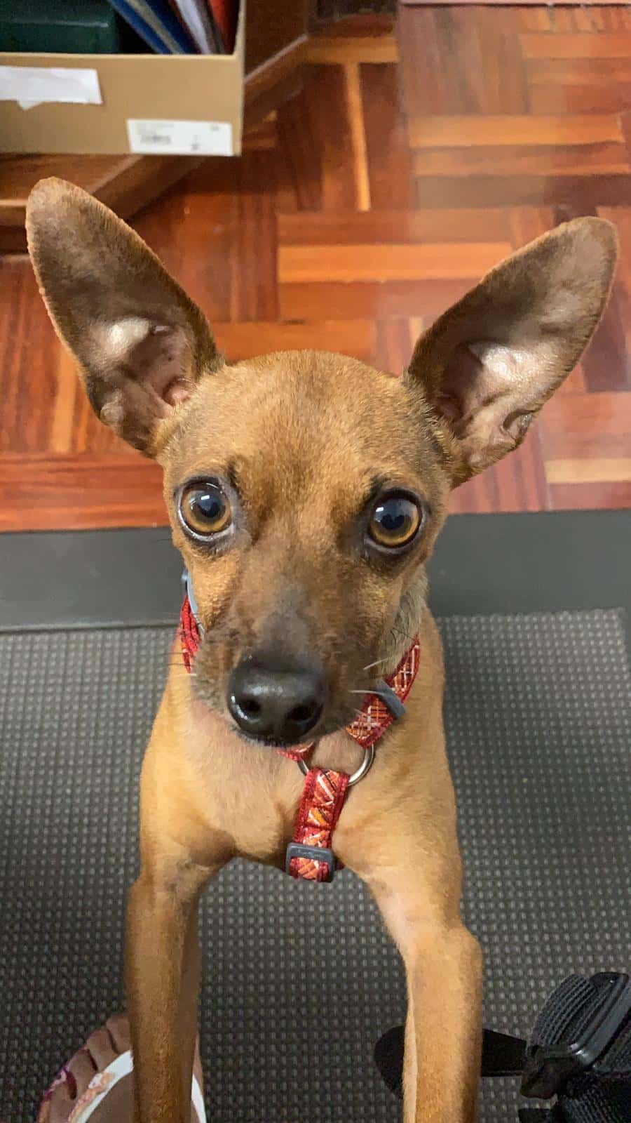 Clínica Veterinaria M&D