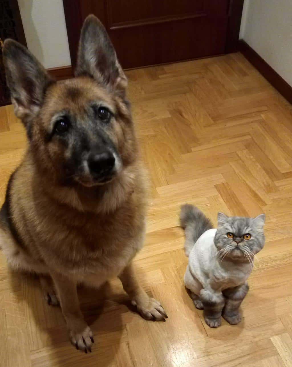 Clínica Veterinaria M&D