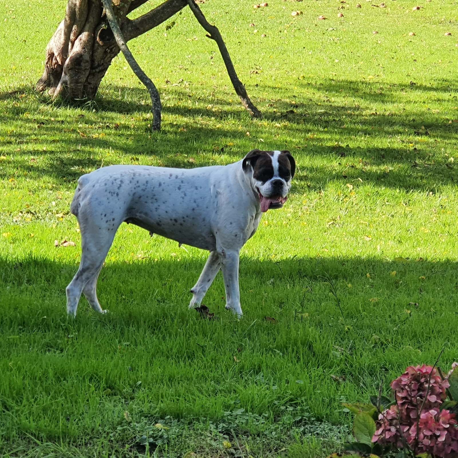 Clínica Veterinaria Peluchines