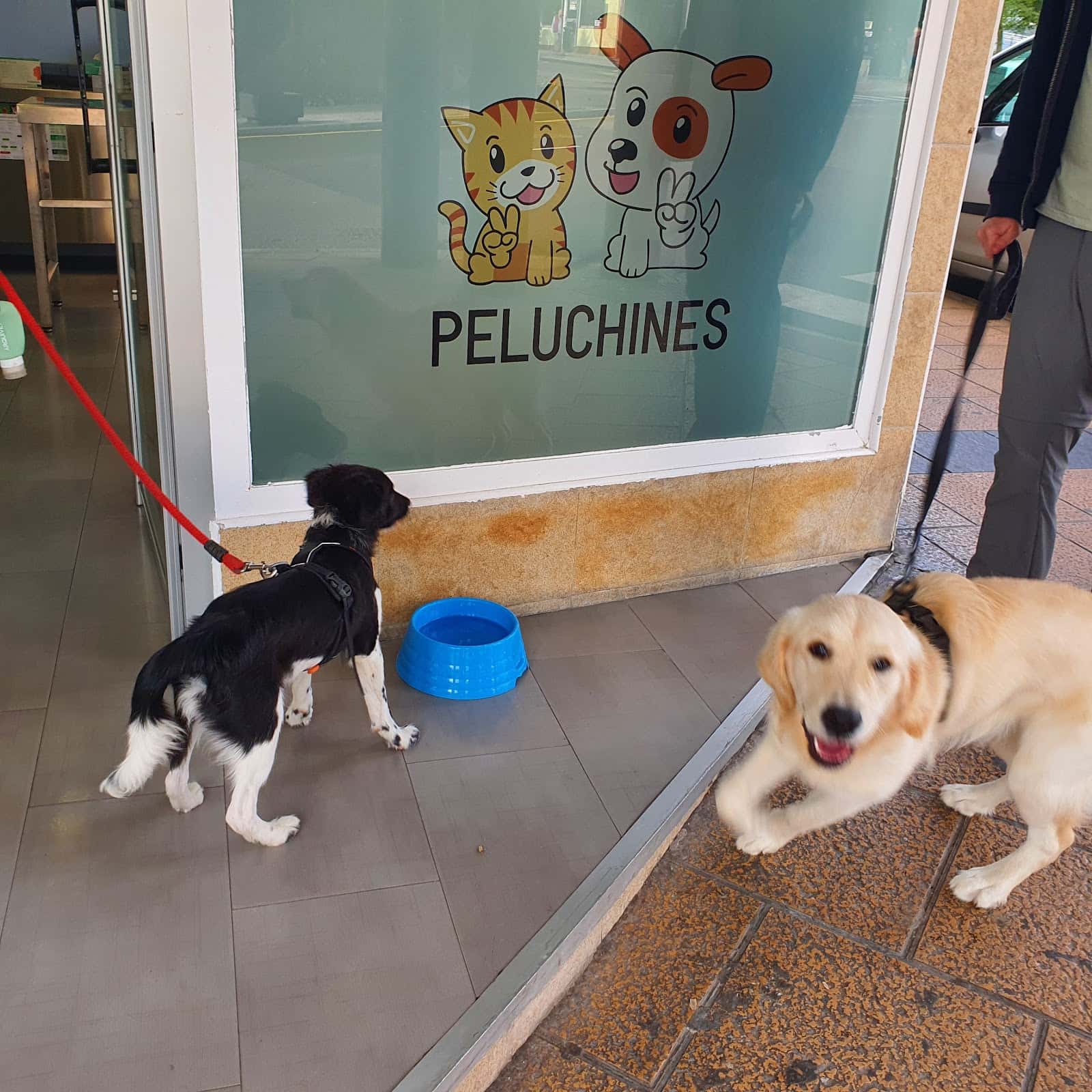 clinica veterinaria peluchines veterinario clinica en luanco en asturias principalImage ADOPTA Sitios Pet Friendly