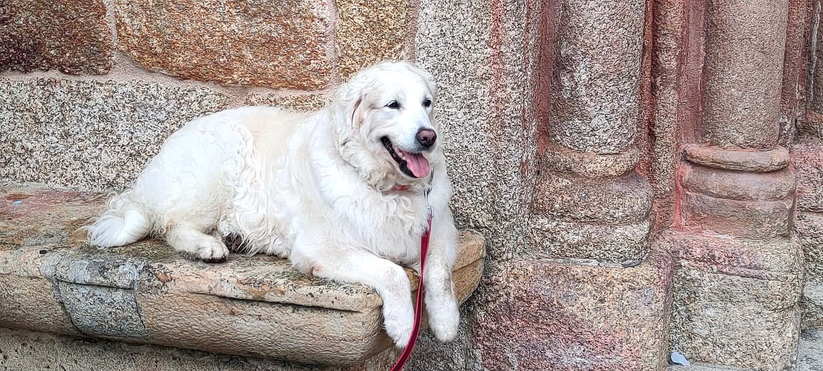 Clínica Veterinaria Mascotas