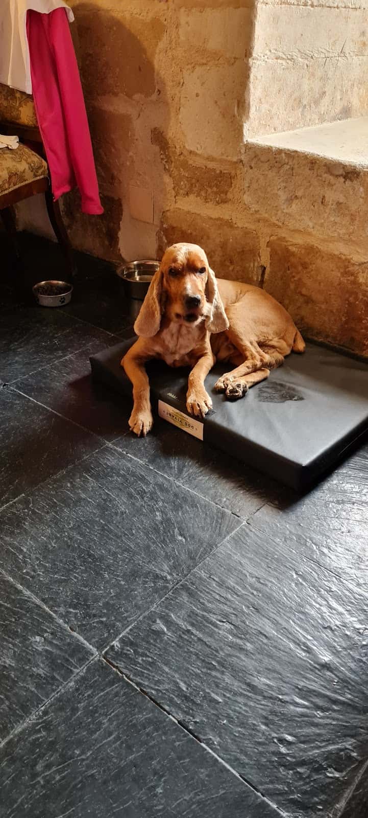 Clínica Veterinaria Mascotas