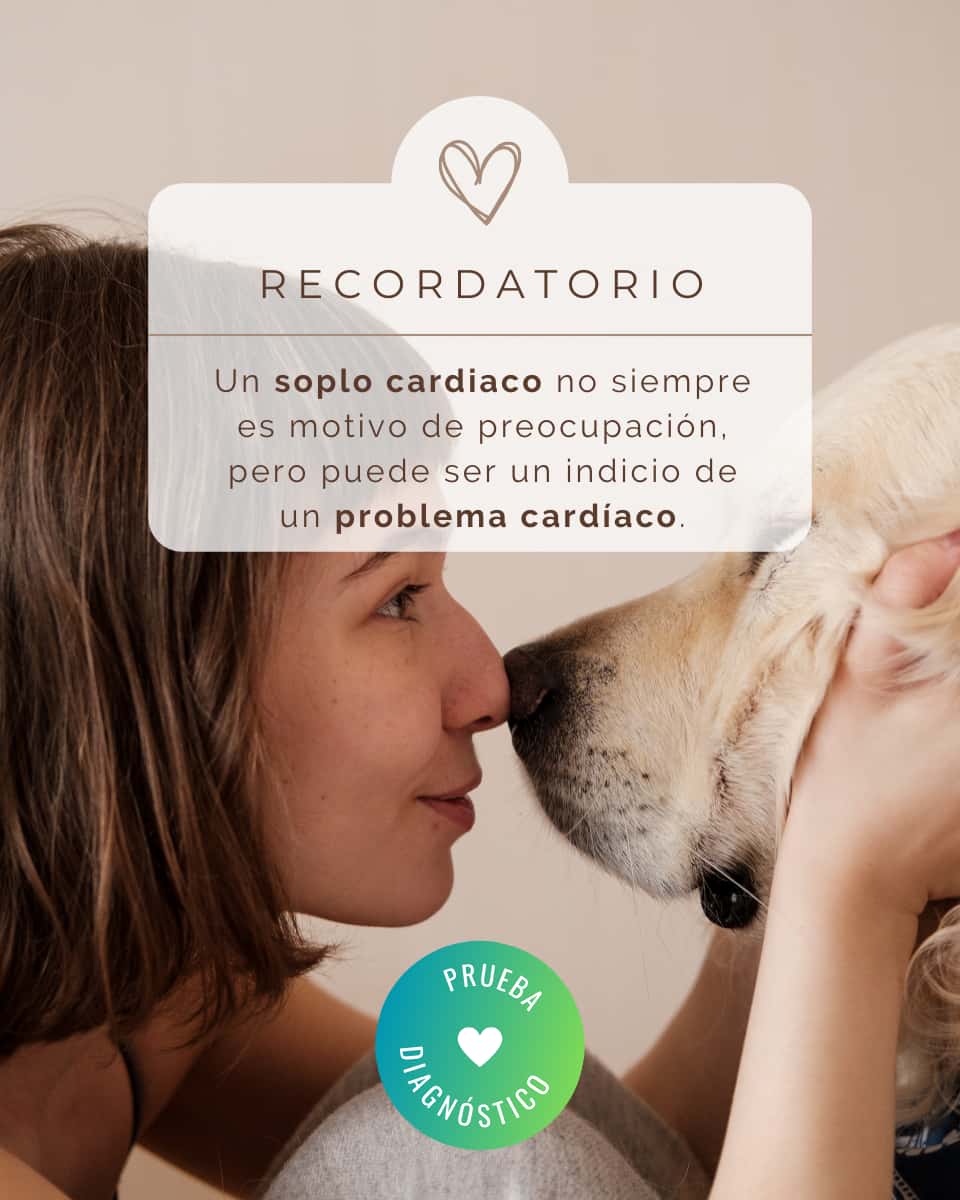 Cardiología Veterinaria Asturias