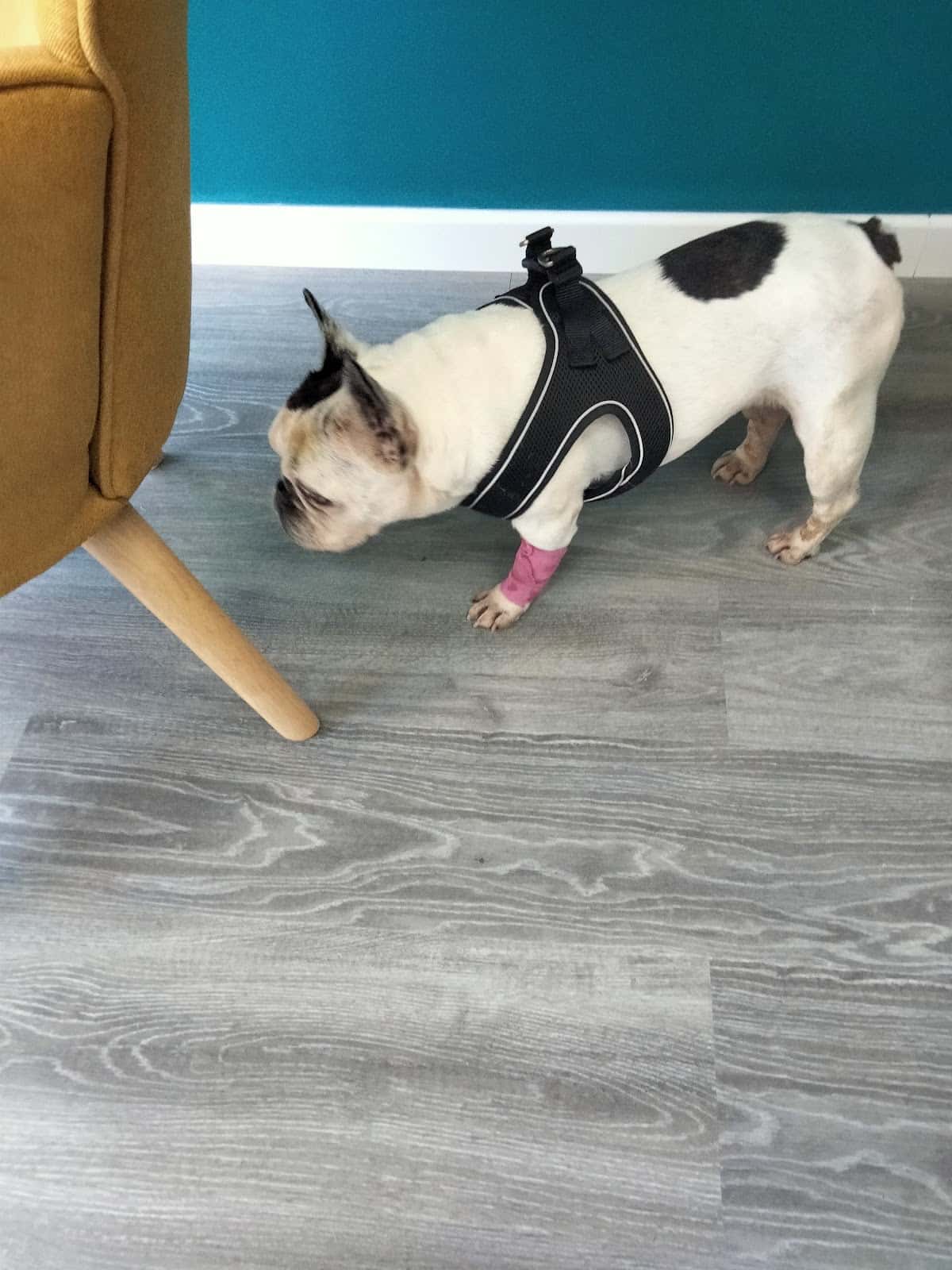 Cardiología Veterinaria Asturias