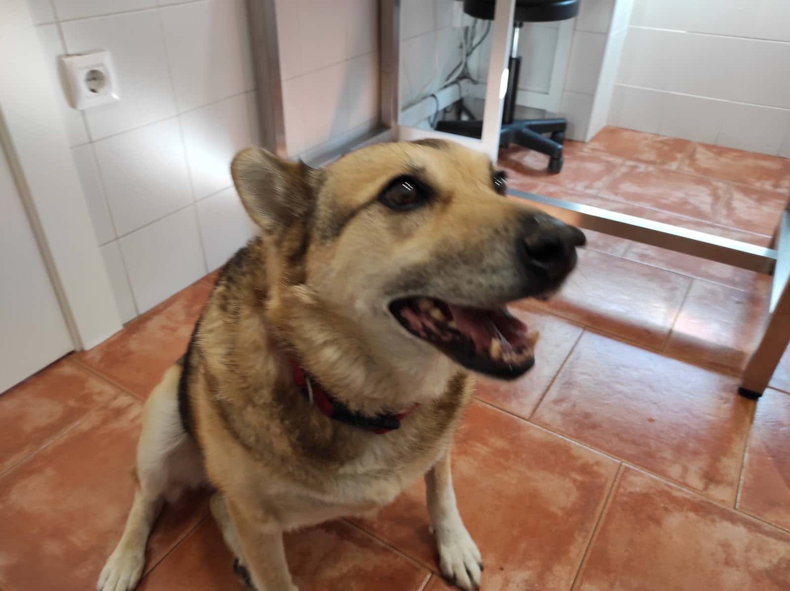 aller clinica veterinaria veterinario clinica en moreda en asturias principalImage ADOPTA Sitios Pet Friendly