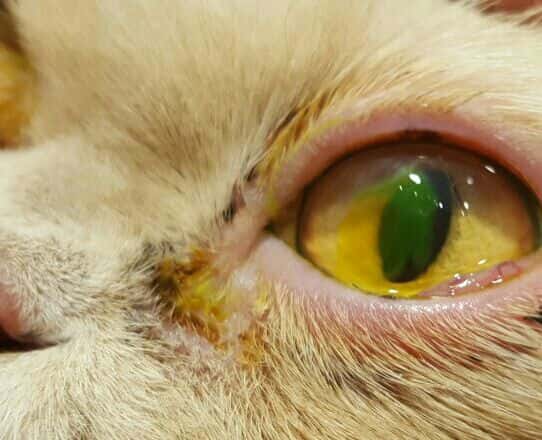 Clínica Veterinaria MaestroVeterinarios