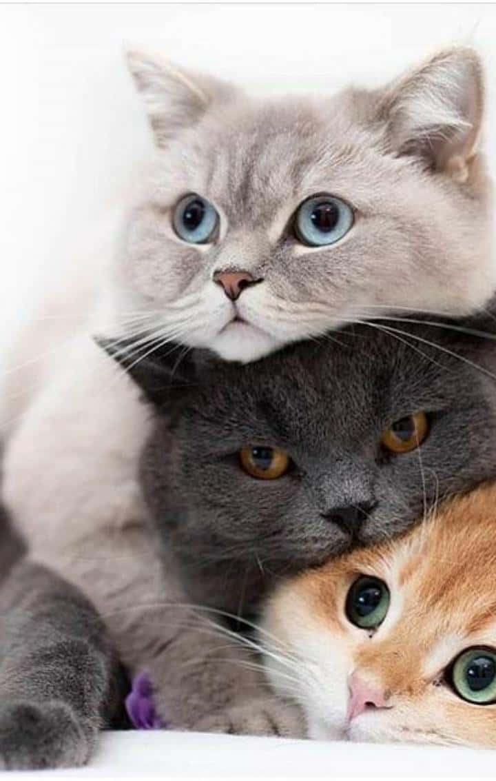 Clínica Veterinaria Mamen González Llerandi