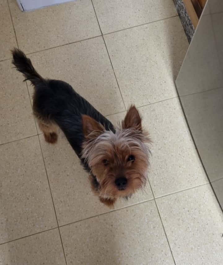 Clínica Veterinaria Mamen González Llerandi