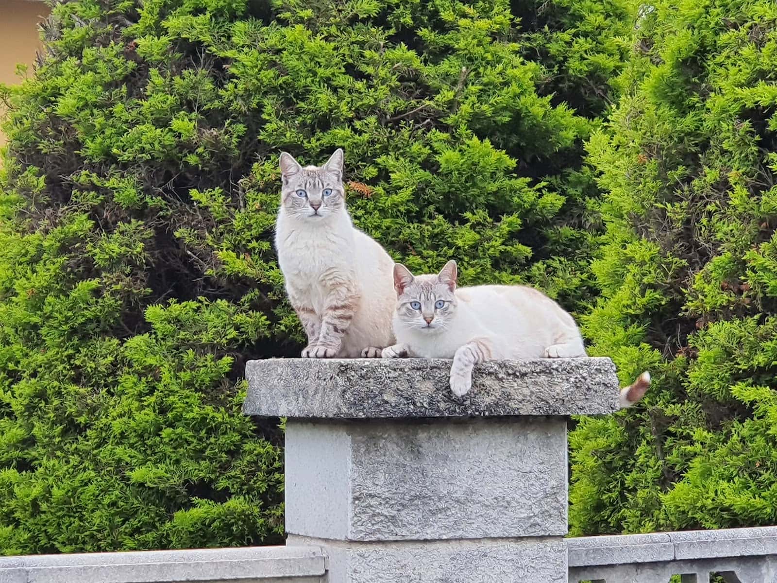 Veterinarios La Caridad